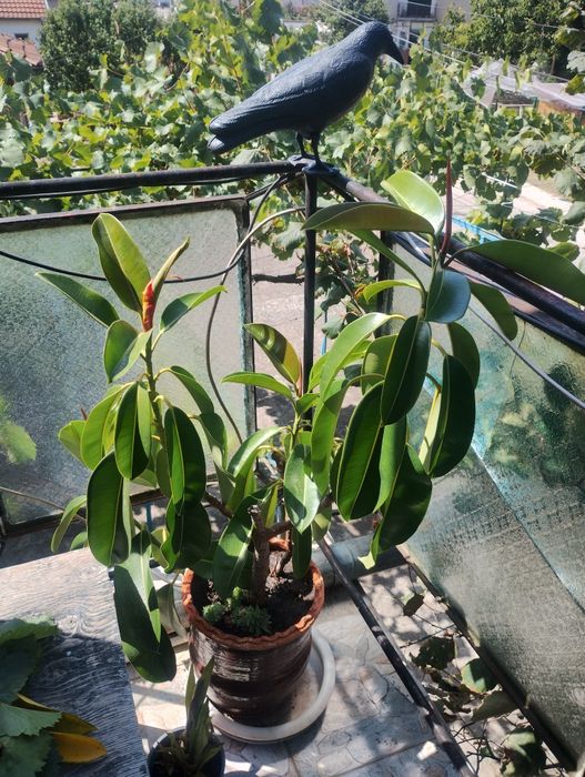 Дом и градина цветя за декорация