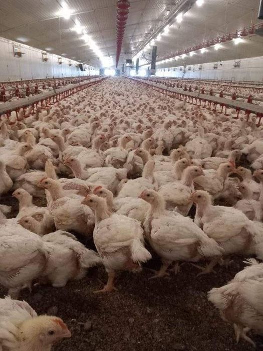 Vând puii de carne și rasa mixta