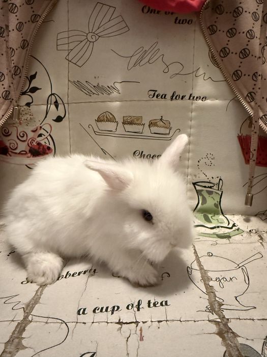 iepurasi pitici mini toy