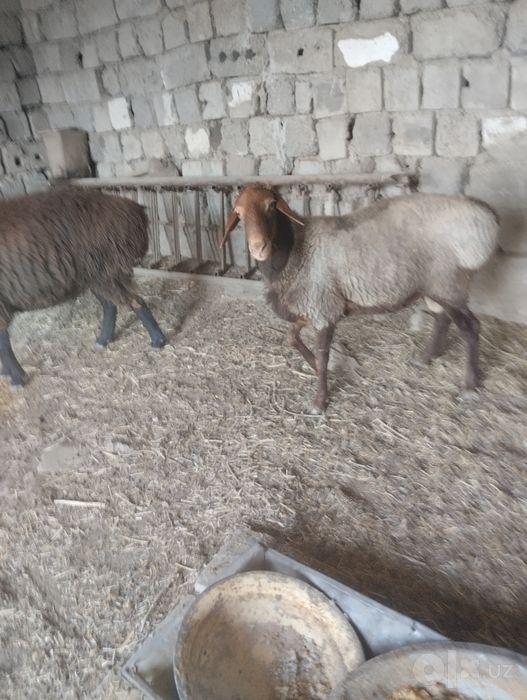 Qazoqi Quy va Hisori Quchqor sotiladi