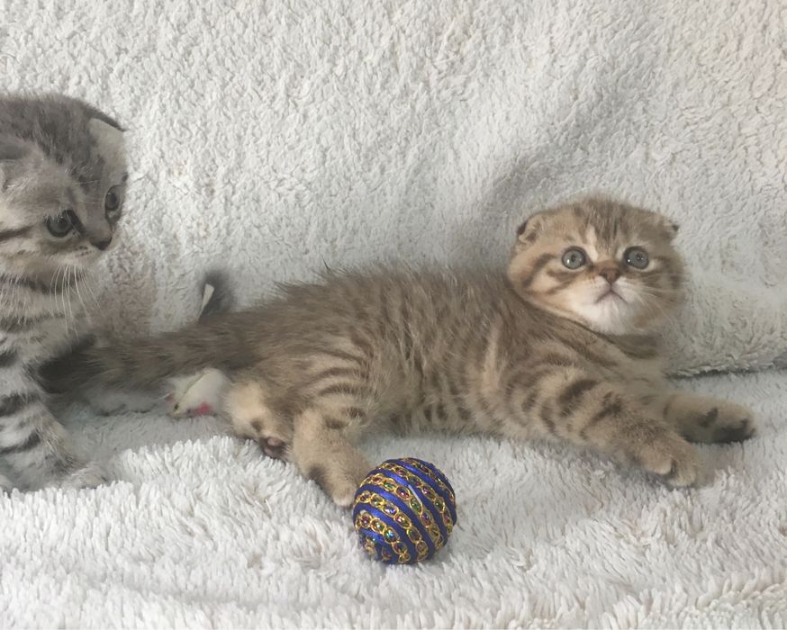 Шикарные плюшевые котята