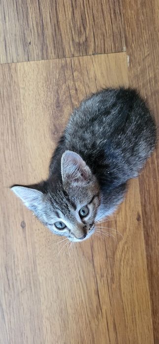 Подарю двух котят