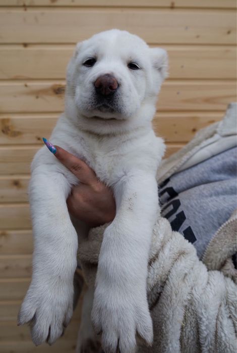 Продам щенков Алабай