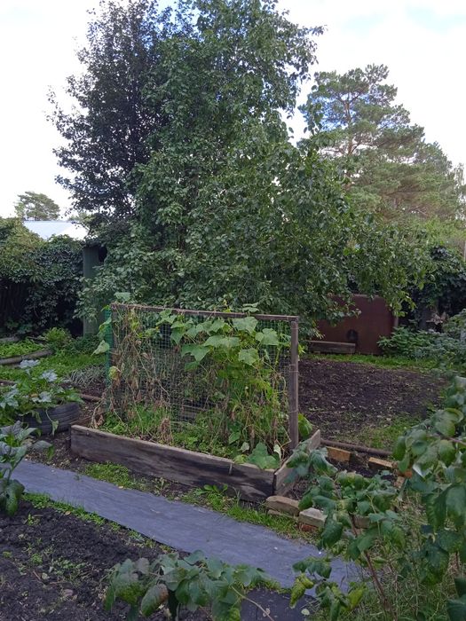 Продам дачу в обществе "Садовод"