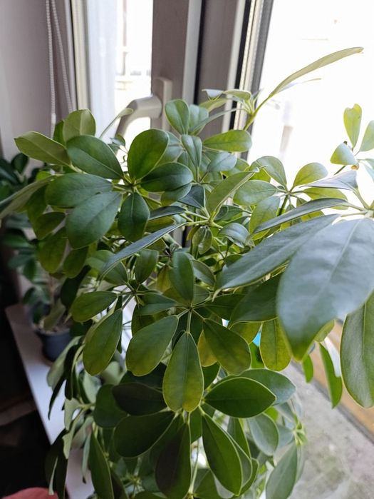 Шефлера цветок .