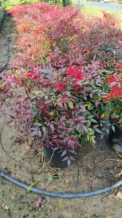 Plante ornamentale calitate superioara