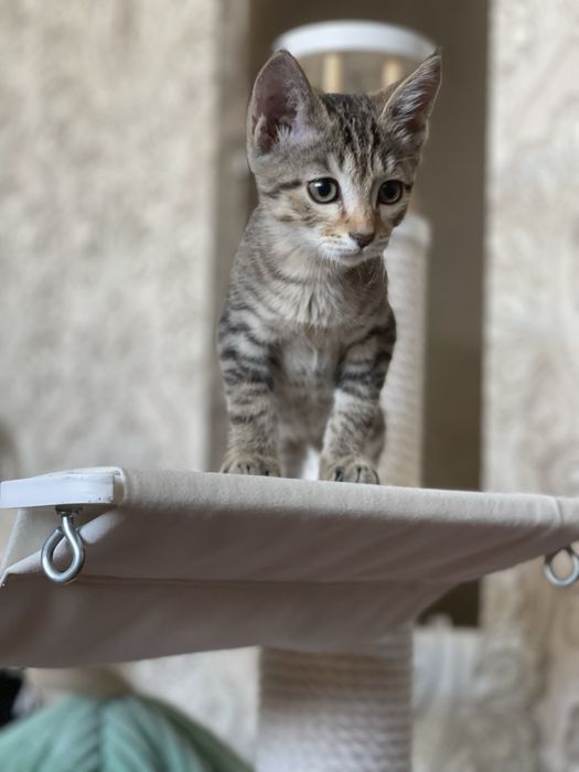 Котенок 2.5 месяца