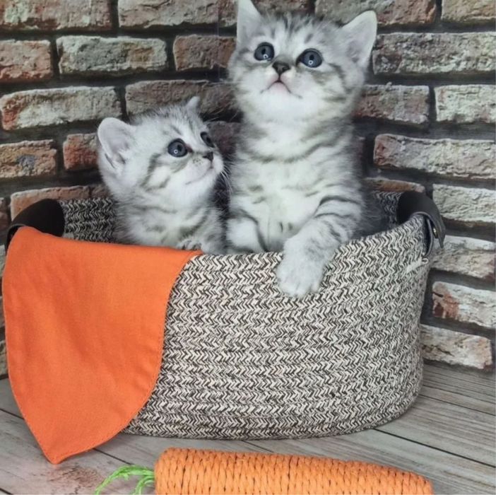 Шикарненькие Котятки