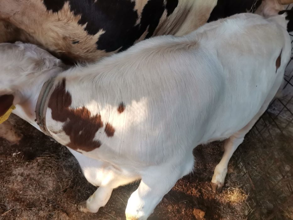 Vând vițel tânăr