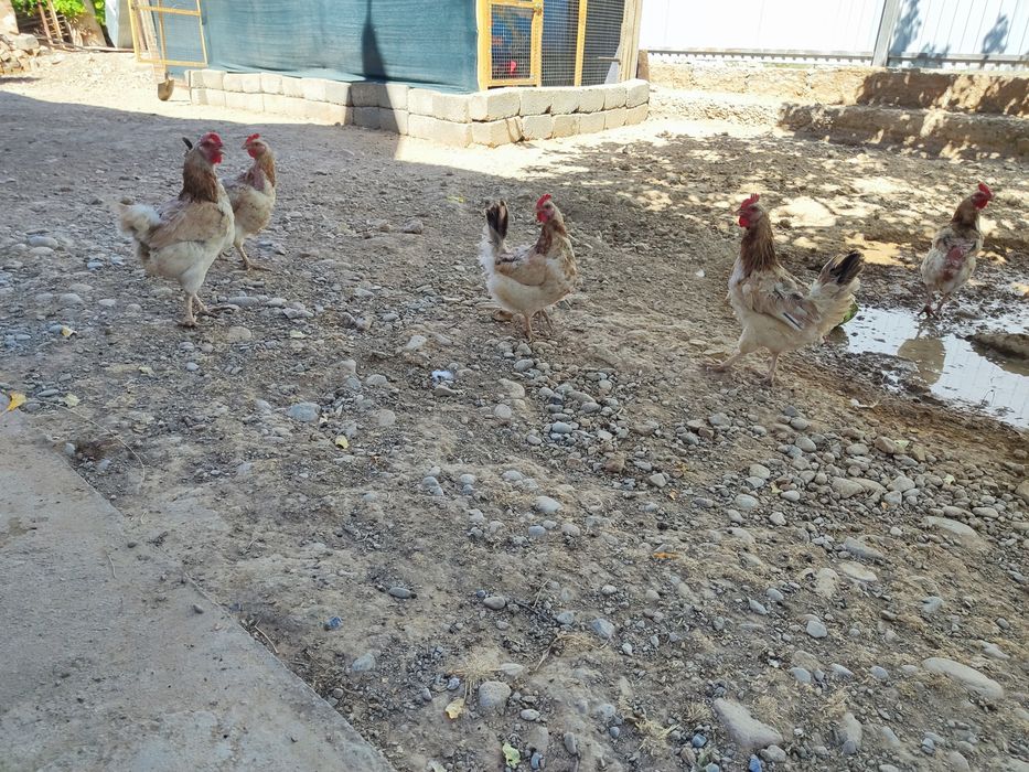 Продам  кур загорская лососьовый