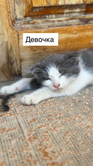Котята  2 месяцев Самарканд