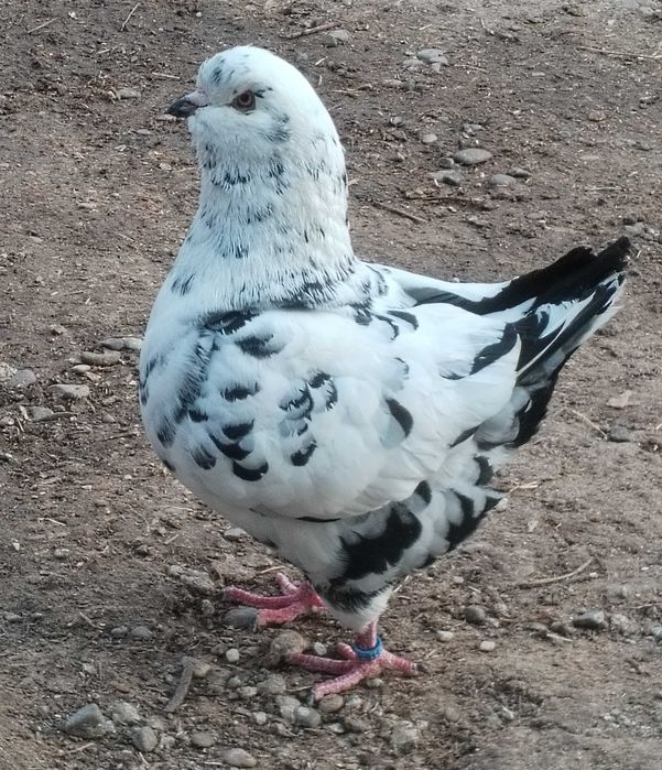 Mascul King și rotați!