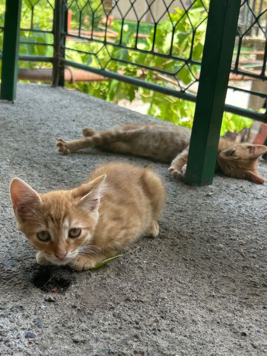 Осинови котета,