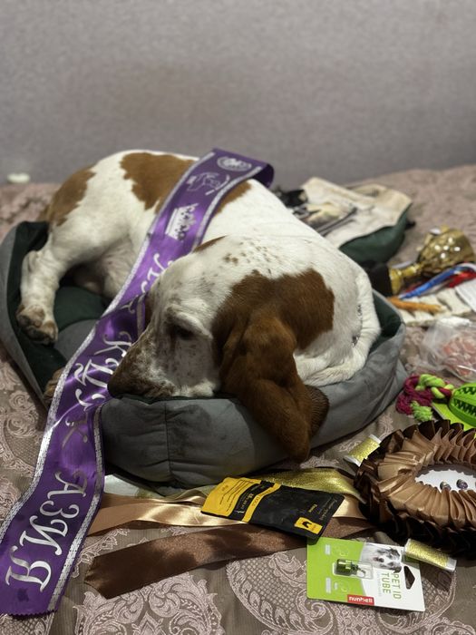 Бассет хаунд для вязки