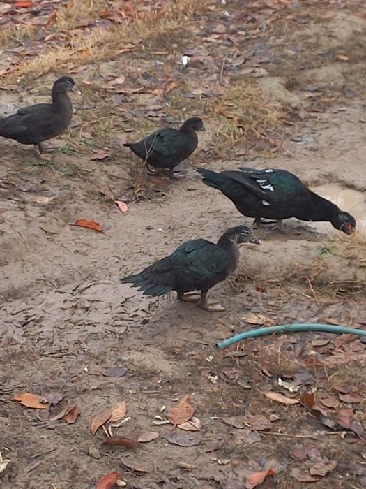 Утка Утка утка. Уткв