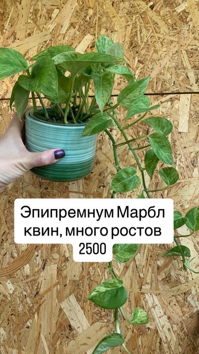 Эпипремнумы, сингониумы, суиндапсус, антуриум