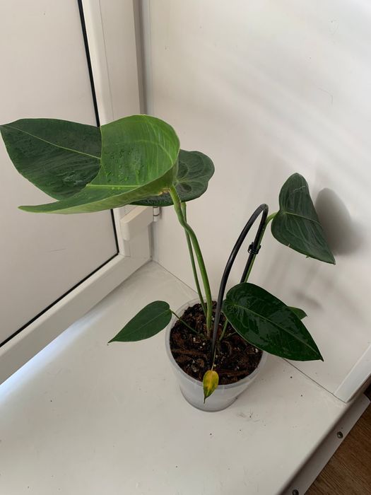 Продам комнатные цветы