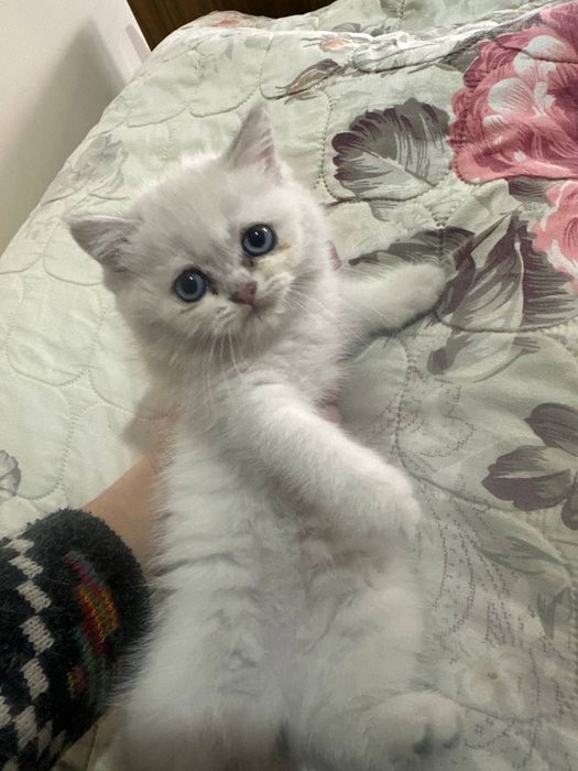 Британская Шиншилла shinshilla / shinshila Шиншила