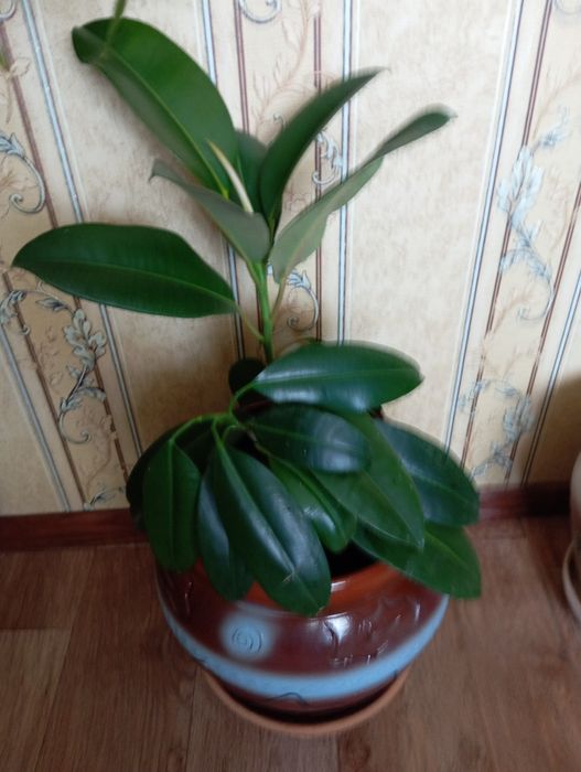 Фикус 1 метр.дешево