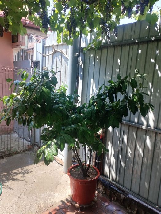 de vinzare laur englezesc