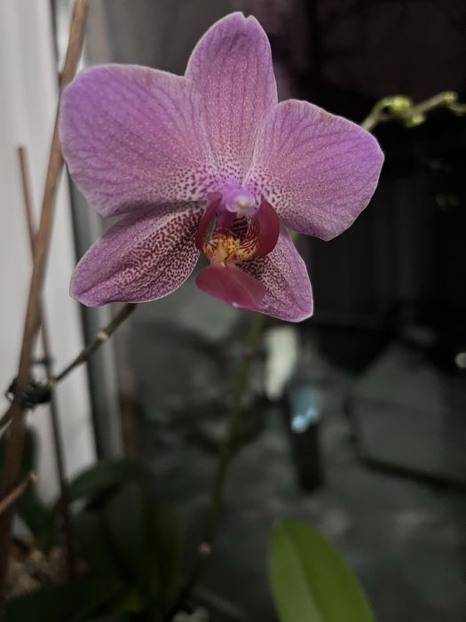 Орхидея цветущая 5000 тг