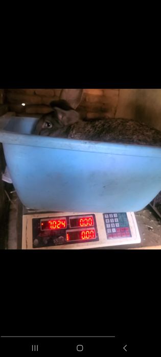 Tozza velikan bollariga zakaz olaman