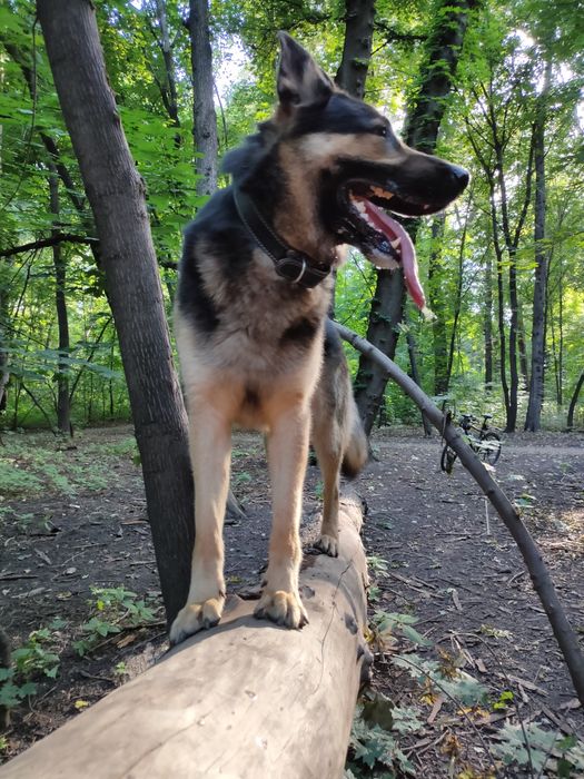 Кобель ВЕО вязка. Овчарка. С документами. Выезд