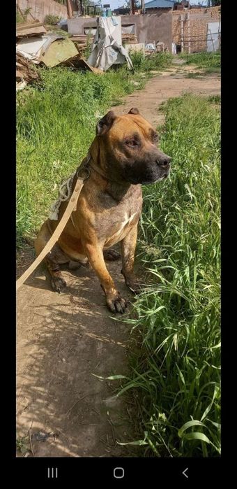 Собака Пидбул aqilli it