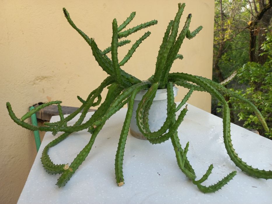 Продам цветы комнатные