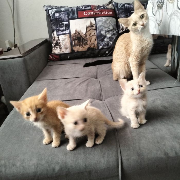 Отдам домашних котят в хорошие руки