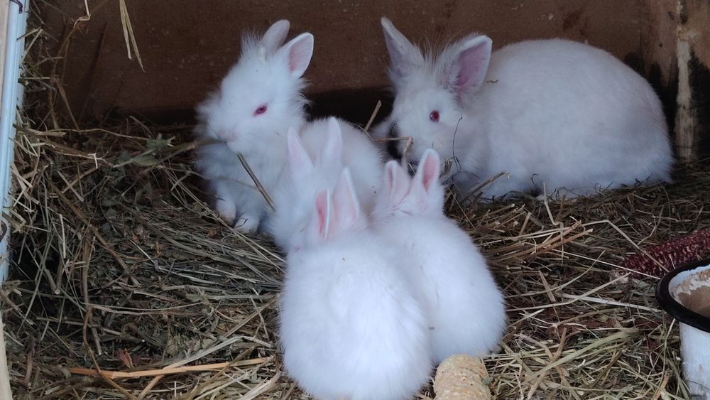 Iepuri de vânzare cap de leu și metisuri