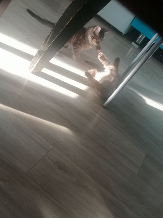 Срочно отдам в добрые руки.