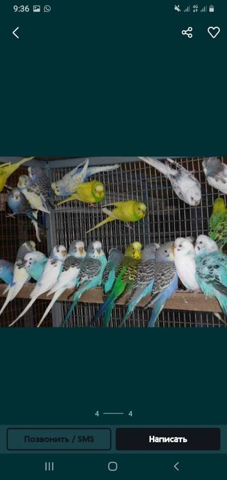 Продам попугай молодые волнистые