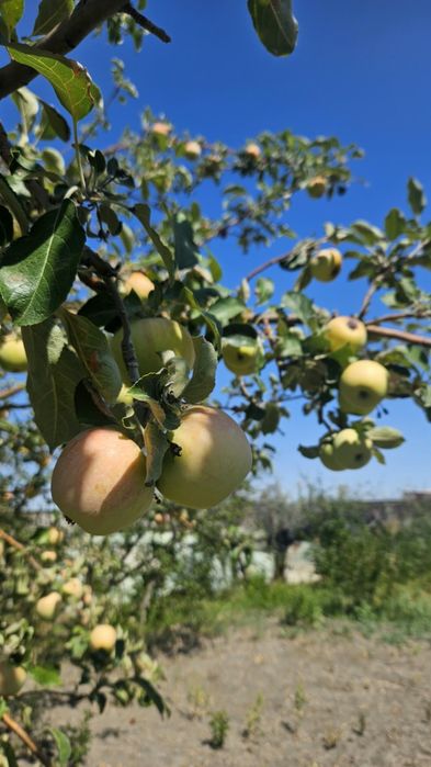 Продам дачу в районе Бугорки