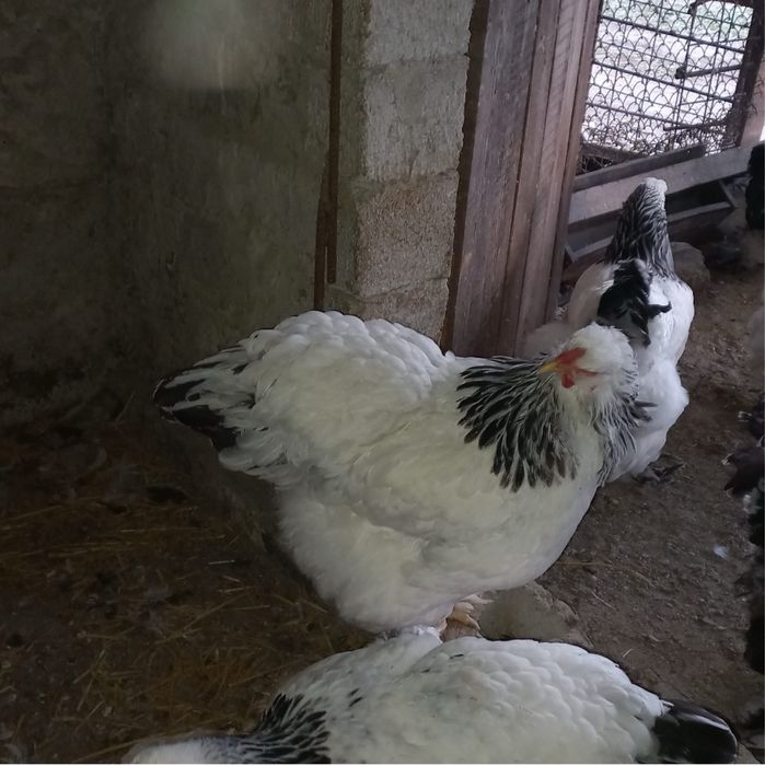 Vand oua de la gaini brahma hd dar si de la chochinchina pitic negru/bobtail