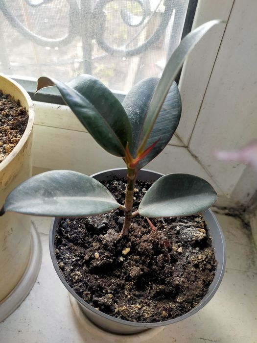 Продам фикус красивый