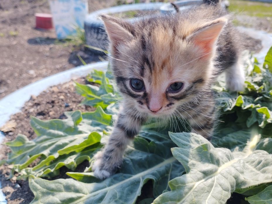 Отдам котят в хорошие руки