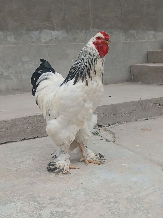 Brama tovuq xoʻroz sotiladi