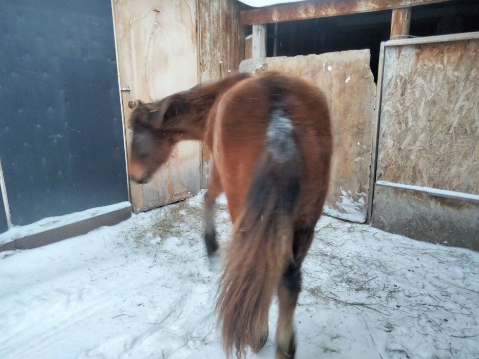 Продам жабагы еркек ургашы.