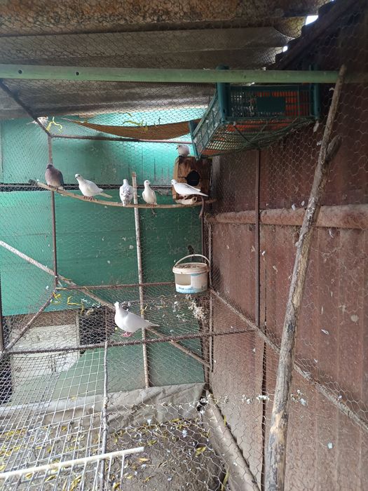 Vând schimb 3 perechi turturele răzătoare de 2025