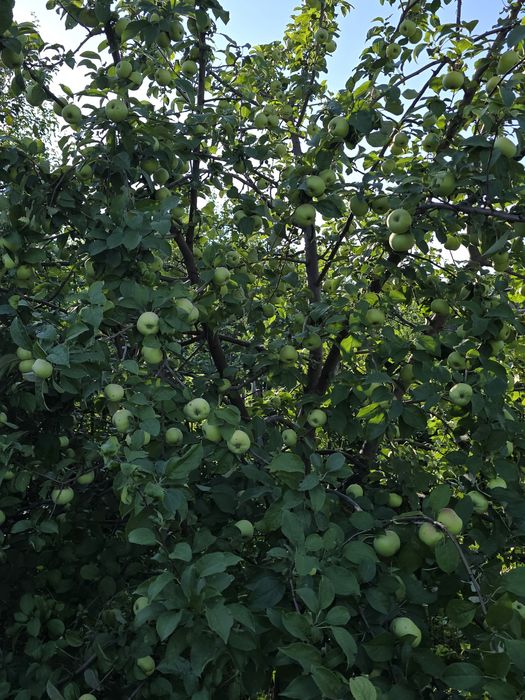 Продается Дача Геолог