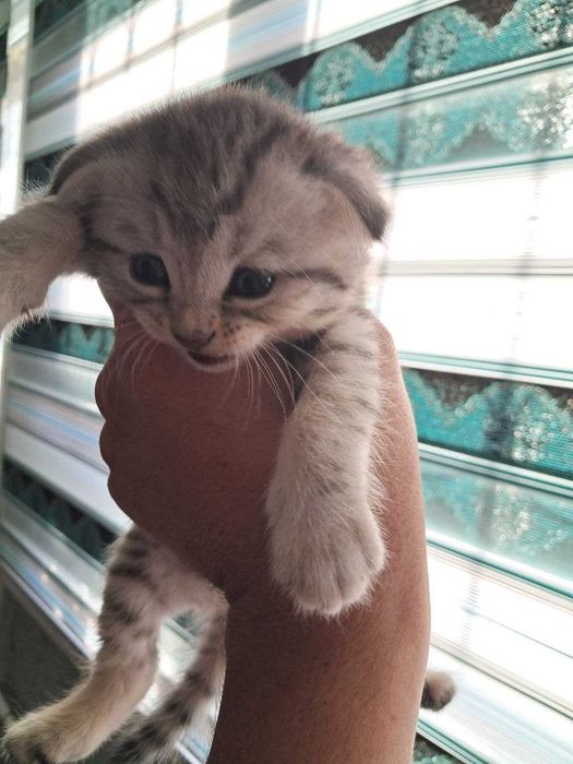 Scottish Fold котята чистые 4 малчика
