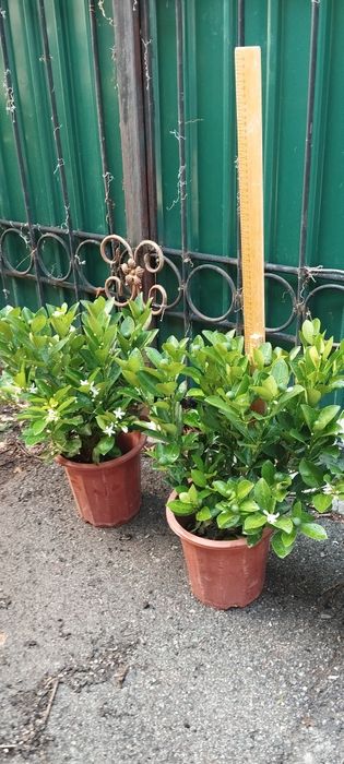 Лимон с плодами цветущие плюс подарок