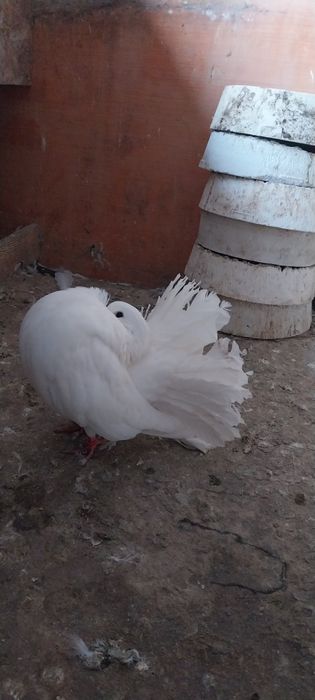 De vânzare porumbei voltati albi