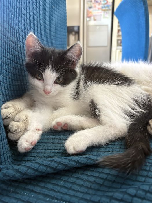 Котёнок бесплатно
