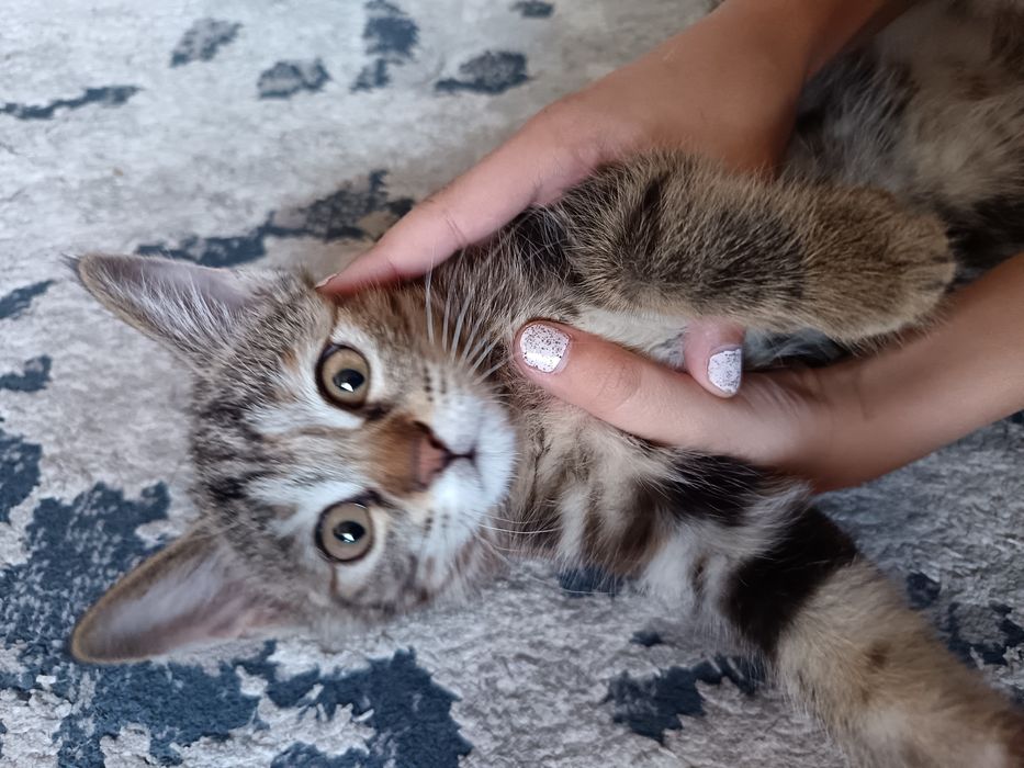 Мушукча бепул бераман