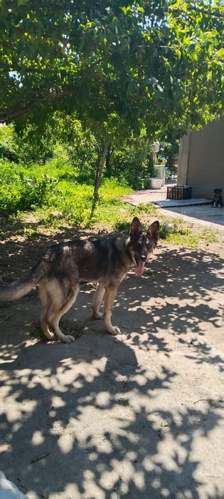 Овчарка Европейский