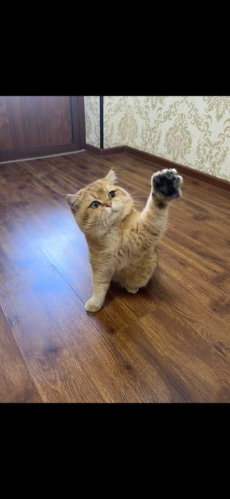 Продаётся Британский золотистый шиншилла малчик