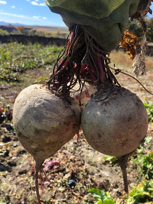 Sfeclā rosie de vânzare