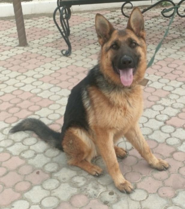 Немецкая овчарка